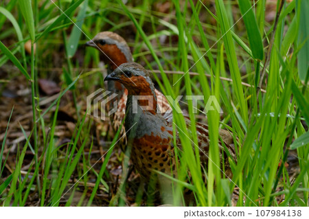 一對雉科動物在草地上覓食。 107984138