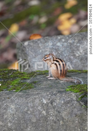 There are five stripes on the back ♪ A cute chipmunk There are five stripes on the back ♪ A cute chipmunk 107984614