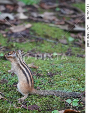 cute chipmunk in standing pose cute chipmunk in standing pose 107984615