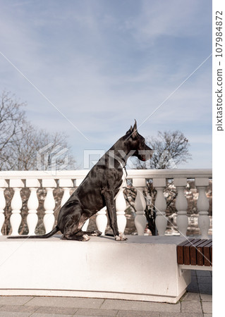 Young black Great Dane poses in the city 107984872