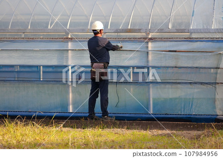 Workers setting up vinyl greenhouses 107984956
