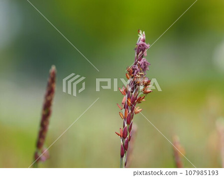 Close-up of flowering grass spikes 107985193
