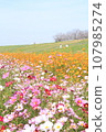  Cosmos field 107985274