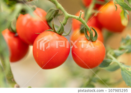不知何故可愛的西紅柿 不知何故可愛的西紅柿 107985295