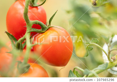 快到吃飯時間了!甜果! 快到吃飯時間了!甜果! 107985296