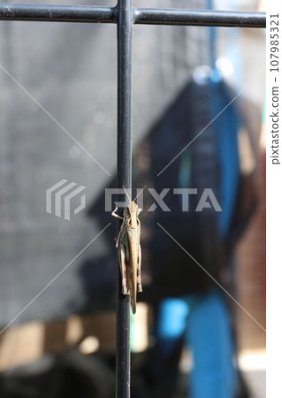 A grasshopper perched on a fence 107985321