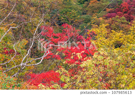 「栃木縣」日光/霧降高原的紅葉 「栃木縣」日光/霧降高原的紅葉 107985613