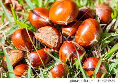 Before you know it, pick up chestnuts! Let's put it in our pocket and go home 107985689