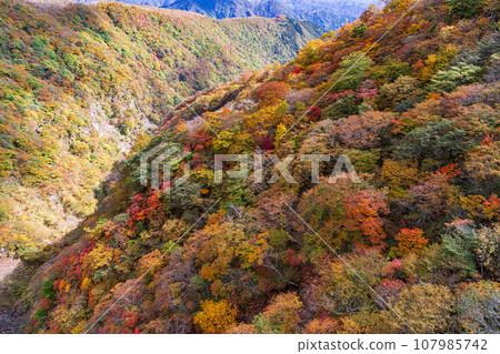 「栃木縣」從日光六方澤橋看到的霧降高原的紅葉 107985742