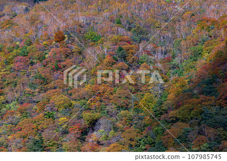 “Tochigi Prefecture” Autumn leaves of Kirifuri Plateau seen from Roppozawa Bridge in Nikko 107985745