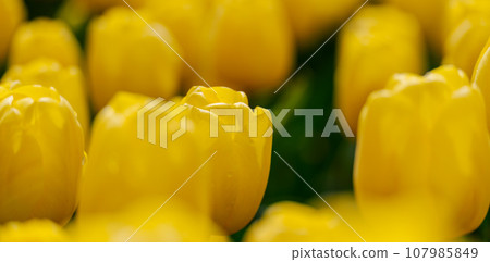 Yellow tulips spring blossoming , bokeh flower background, pastel and soft floral card, selective focus Yellow tulips spring blossoming , bokeh flower background, pastel and soft floral card, selective focus 107985849