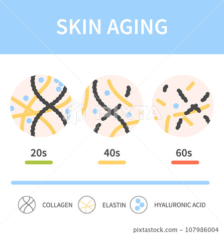 Skin collagen and elastin depletion with age illustration 107986004
