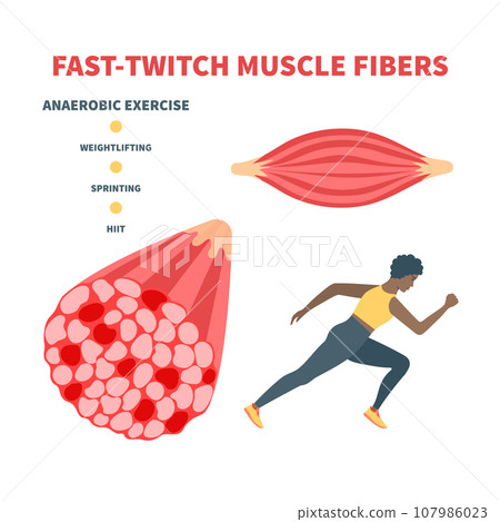 Fast twitch white muscle fiber type illustration Fast twitch white muscle fiber type illustration 107986023