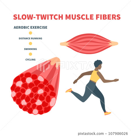 Slow twitch red muscle fiber type illustration Slow twitch red muscle fiber type illustration 107986026