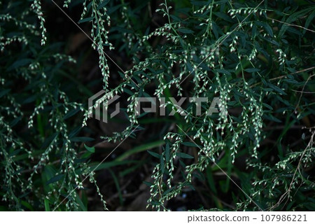 Wormwood Flower 107986221