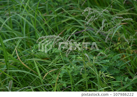 Wormwood Flower Wormwood Flower 107986222
