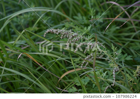 艾草花 艾草花 107986224