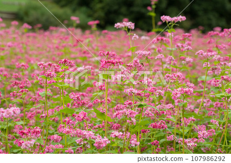 Red flower flowers 107986292