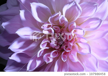 達利亞盛開 107986458