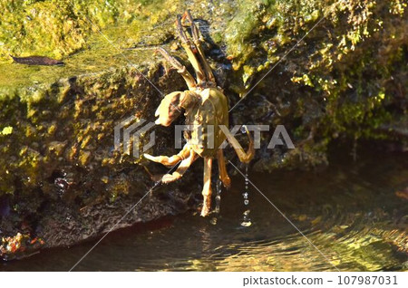 大閘蟹從巢中出來 107987031