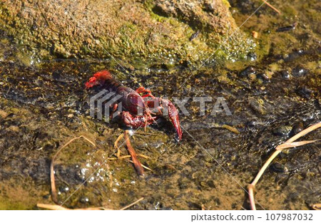 美國小龍蝦在水中移動 107987032