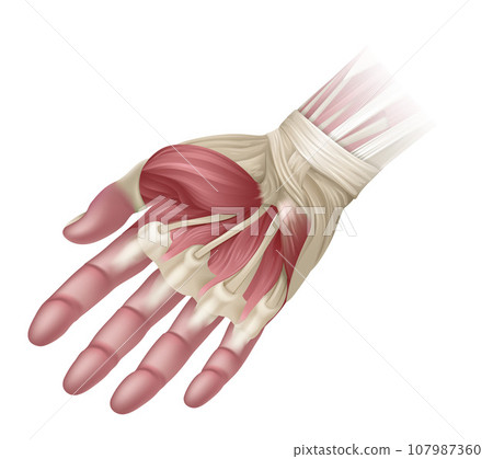 Hand Muscles Anatomy Medical Illustration 107987360