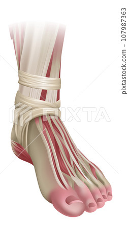 Foot Muscles Anatomy Medical Illustration Foot Muscles Anatomy Medical Illustration 107987363