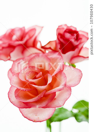 可愛的亮粉色玫瑰 107988430