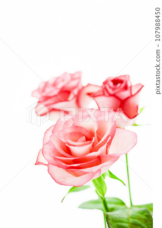 cute bright pink rose 107988450