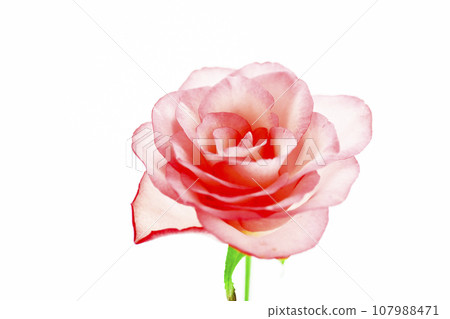 cute bright pink rose 107988471