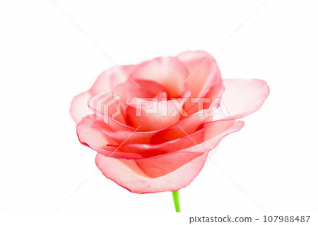 cute bright pink rose 107988487