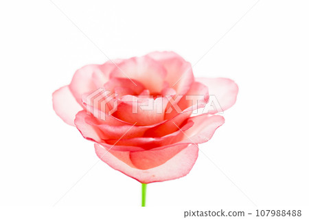 cute bright pink rose 107988488