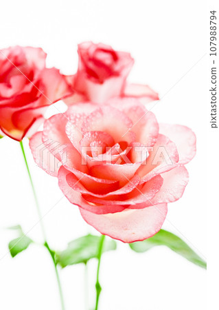 Beautiful pink roses 107988794