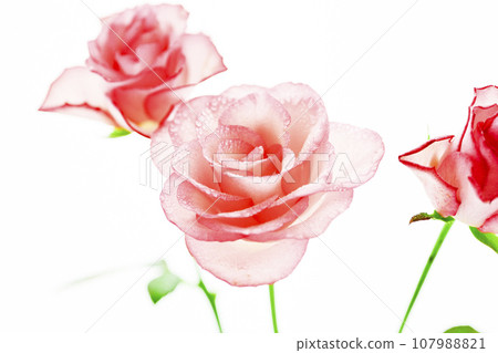 Beautiful pink roses 107988821