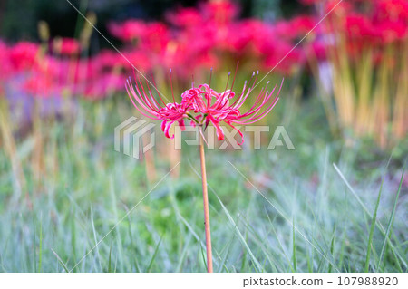 cluster spider lilies growing in clusters 107988920