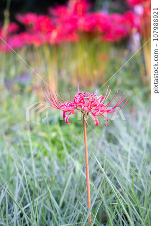 簇生蜘蛛百合 107988921