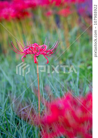 cluster spider lilies growing in clusters 107988922