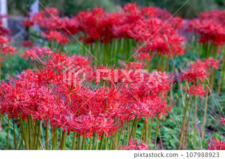 cluster spider lilies growing in clusters 107988923