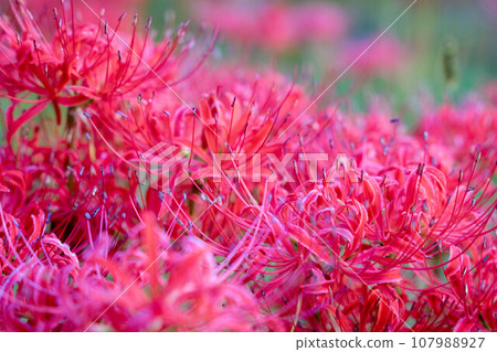 cluster spider lilies growing in clusters cluster spider lilies growing in clusters 107988927