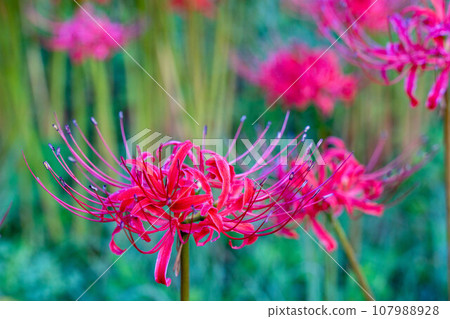 cluster spider lilies growing in clusters cluster spider lilies growing in clusters 107988928