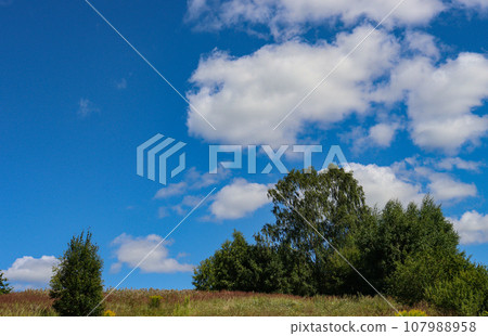 Trees in a log against a bright saturated blue sky. Trees in a log against a bright saturated blue sky. 107988958