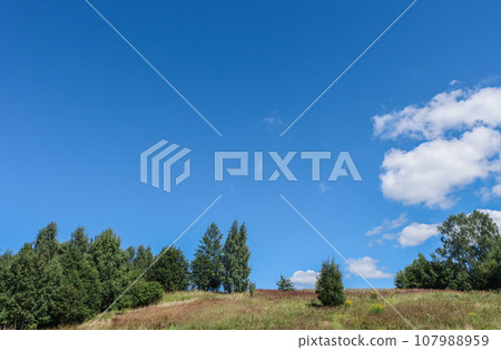 Trees and grass against a bright blue sky. 107988959