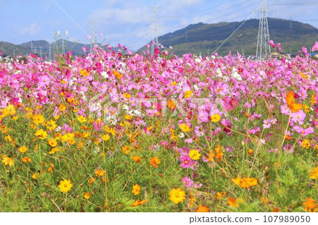 黃色波斯菊和波斯菊領域 黃色波斯菊和波斯菊領域 107989050