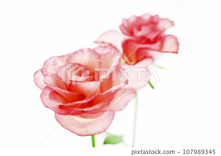 cute bright pink rose flower 107989345