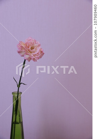 Carnation  107989460