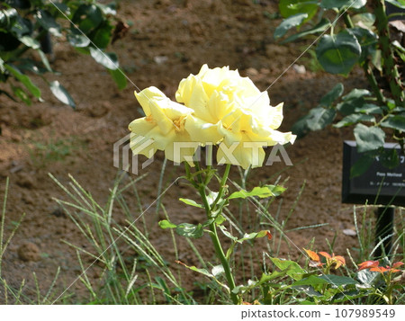 Yellow Rose Flower 107989549