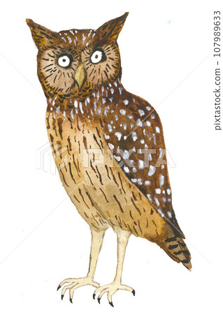 Hand drawn owl on white Hand drawn owl on white 107989633