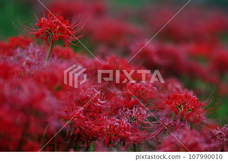 Red spider lilies growing in clusters 107990010
