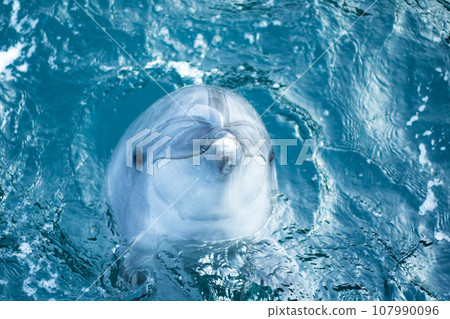 dolphin showing its face 107990096