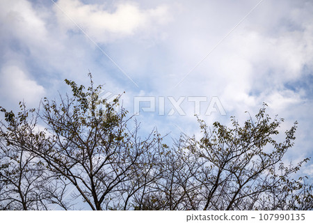 Autumn refreshing trees blue sky background image 107990135